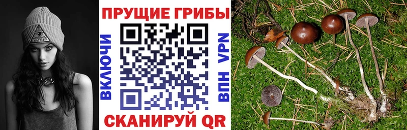 Галлюциногенные грибы мухоморы купить наркоту мориарти официальный сайт Качканар